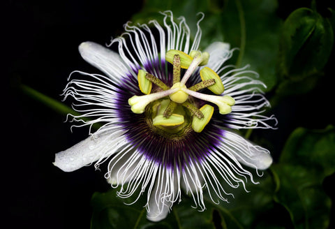 Passionflower - Passiflora incarnata