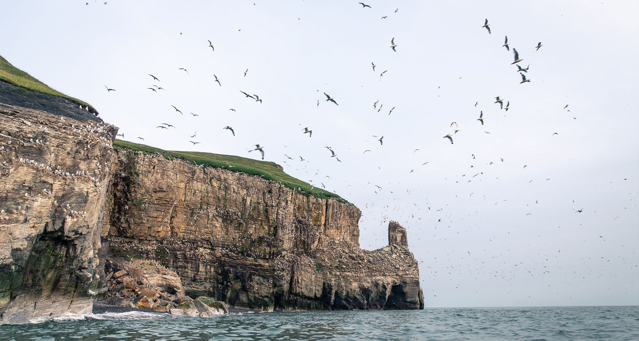 Birds swarm over a seaside cliff