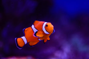 How to Create a Finding Nemo Fish Tank
