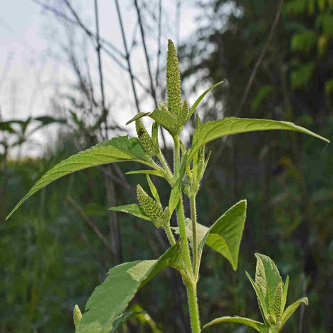 Super food amaranth - Ayurmeans