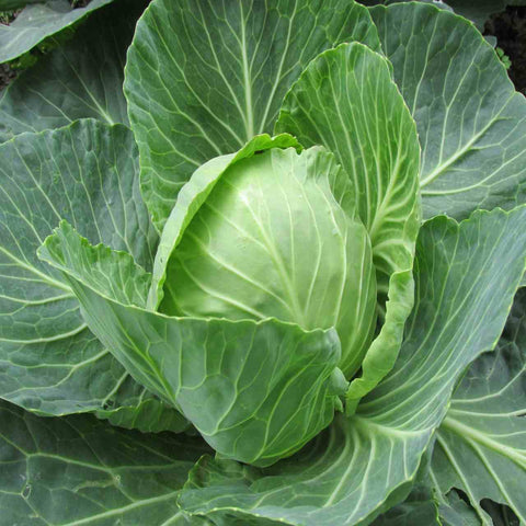 Super food cabbage - Ayurmeans