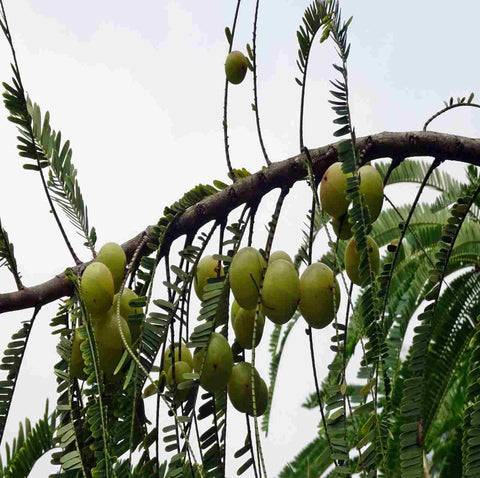 Super food Amla or Indian gooseberry - Ayurmeans