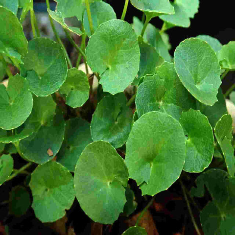 Gotu kola or Bramhi tea benefits - Ayurmeans