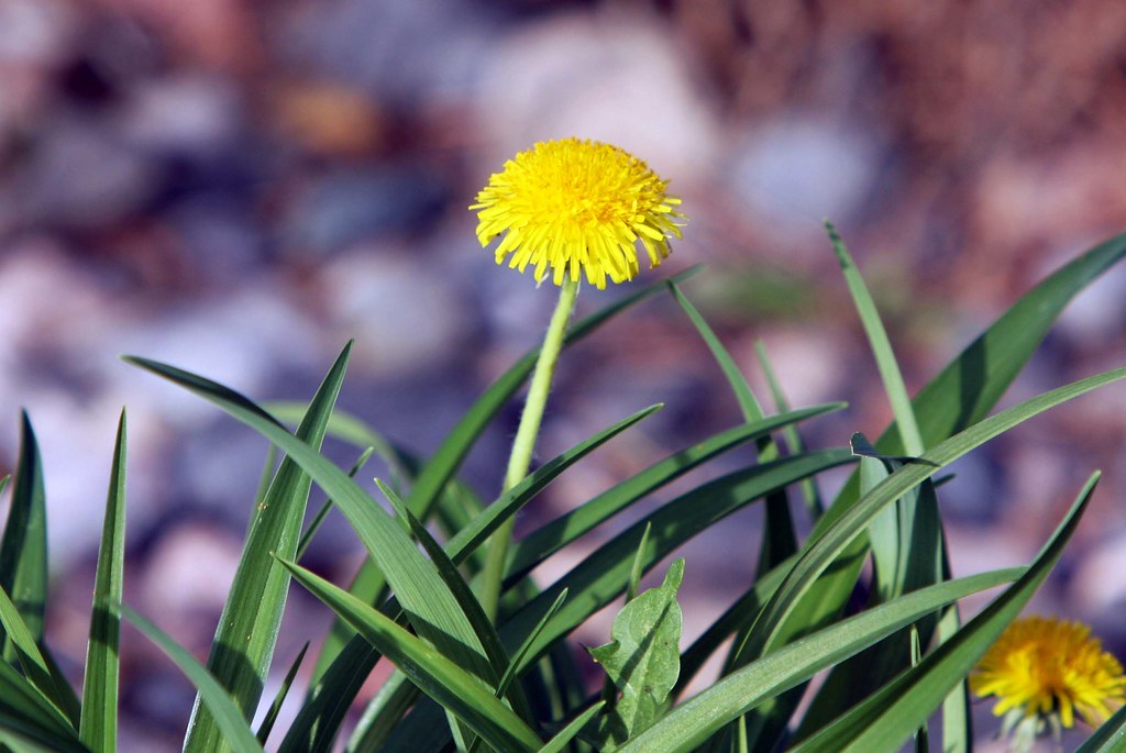 close up of yellow dandelion & leaves