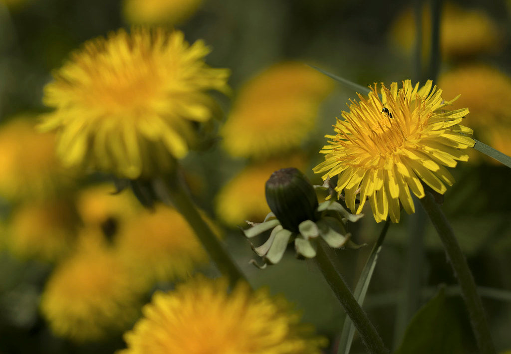 close up of yellow dandelions