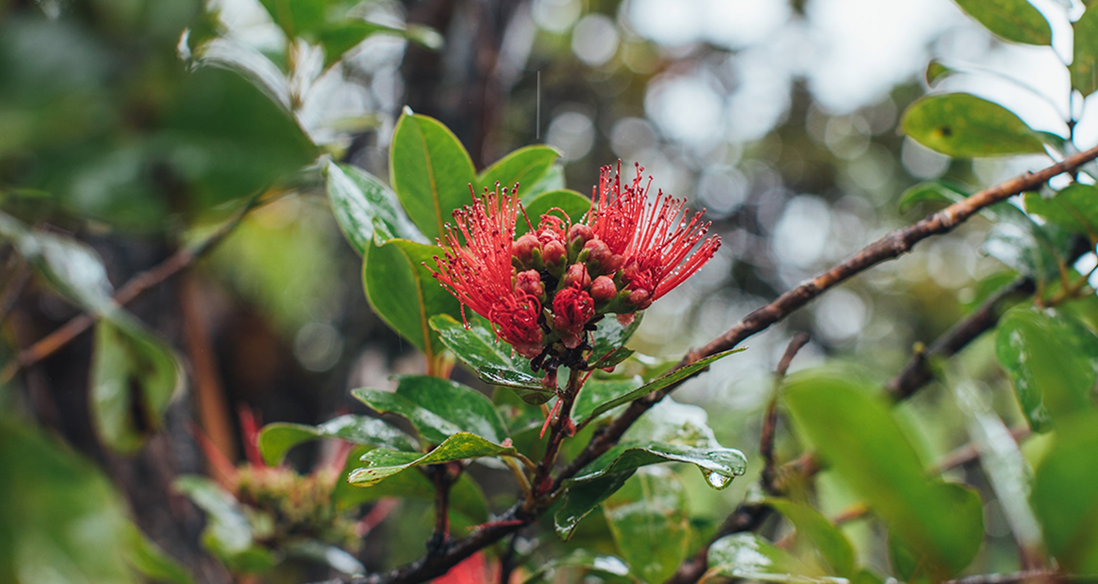 Venture To Volcanoes National Park 1