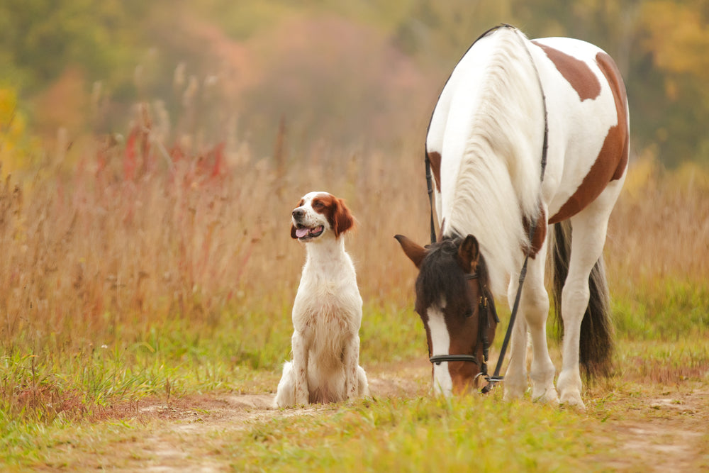 hund-hest