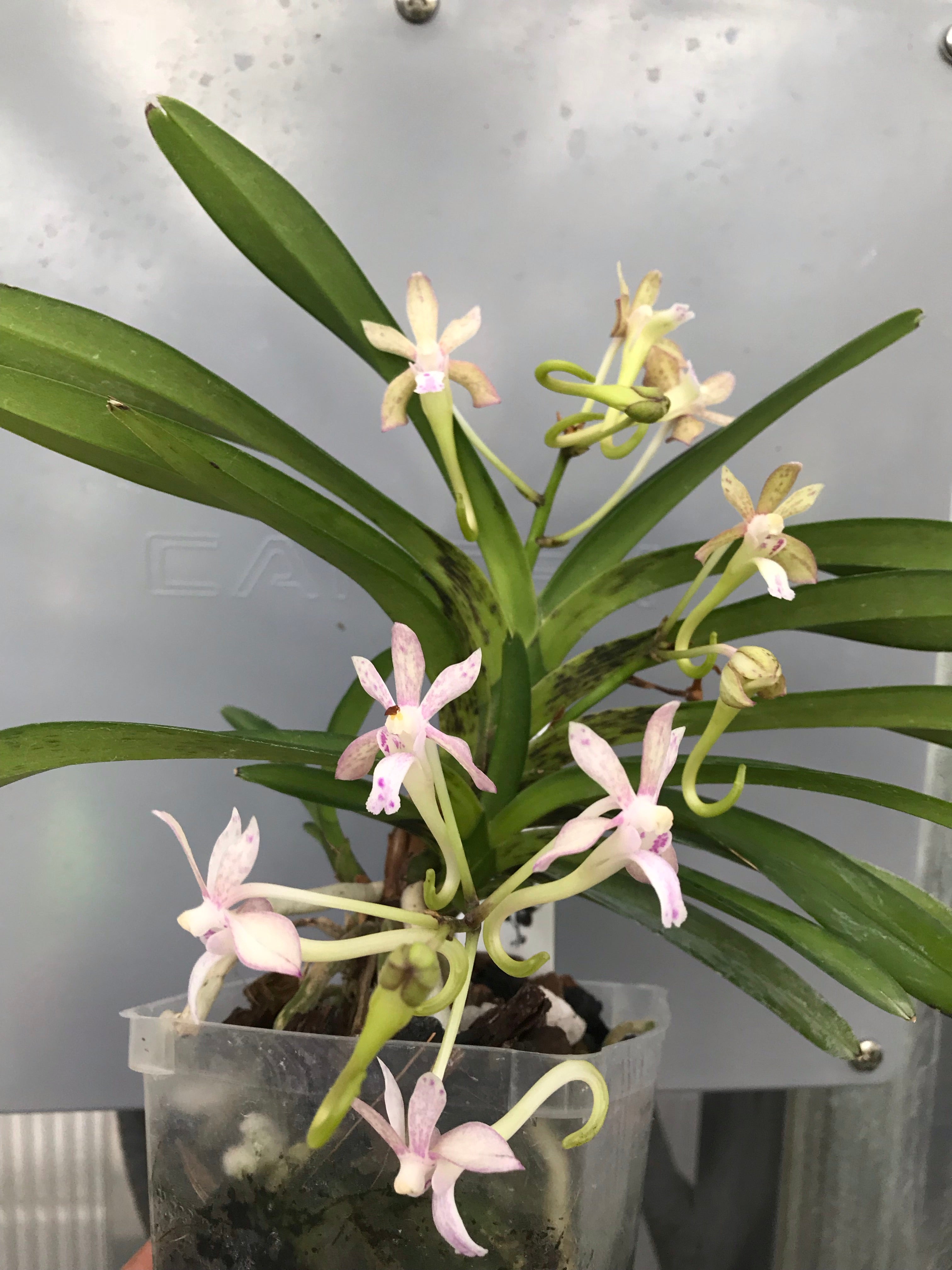 Vanda Hiroshima Choice