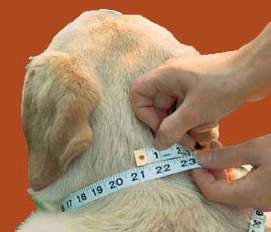 How to Obtain Pet Collar Size