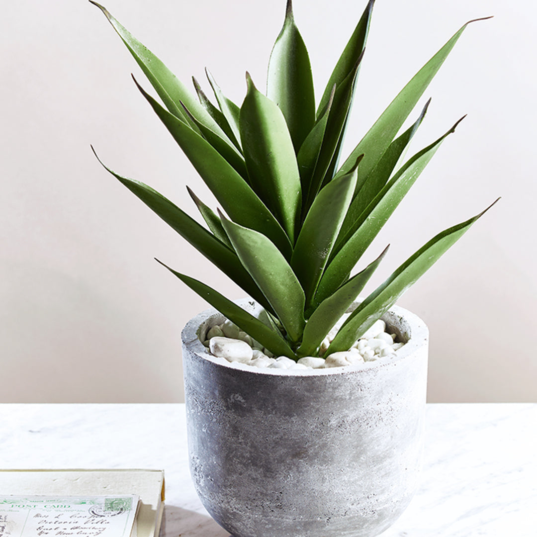 Cultivate your green thumb by adding these plants to your bathroom