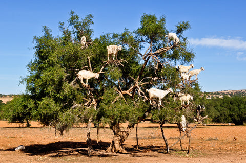 Harfi - Goats feeding on the Argan tree