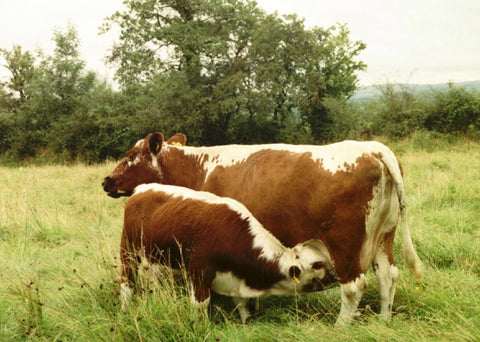 Irish Moiled Grass fed beef - Irish Moiled cow and calf