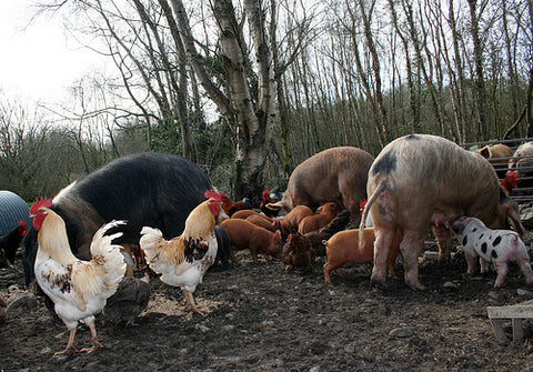 Pheasants Hill Farm's free range Tamworth pigs and Gloucestershire Old Spots pigs in County Down, Northern Ireland.