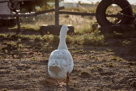 Free range goose from Pheasants Hill Farm - free delivery to Ireland, England, Scotland, UK