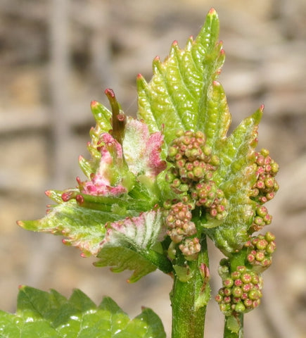 Prémices de fleurs de vignes