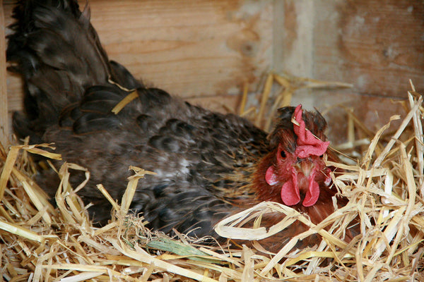 Brooding Nest