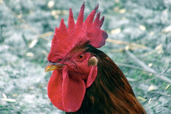 frostbite on chicken comb