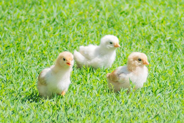 baby chicks running in the yard