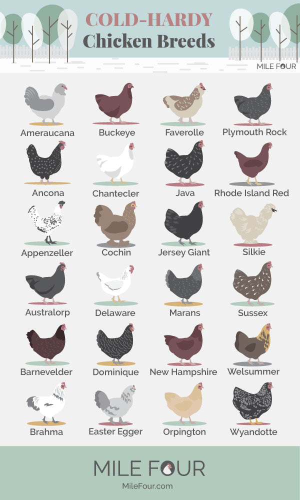 Cold-hard chicken breeds