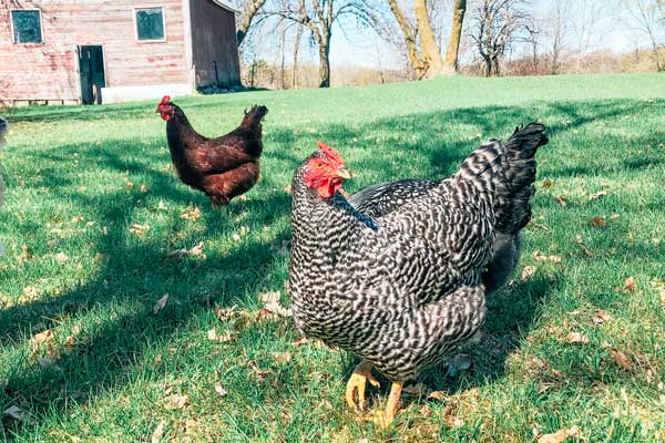 chickens free ranging in the big yard