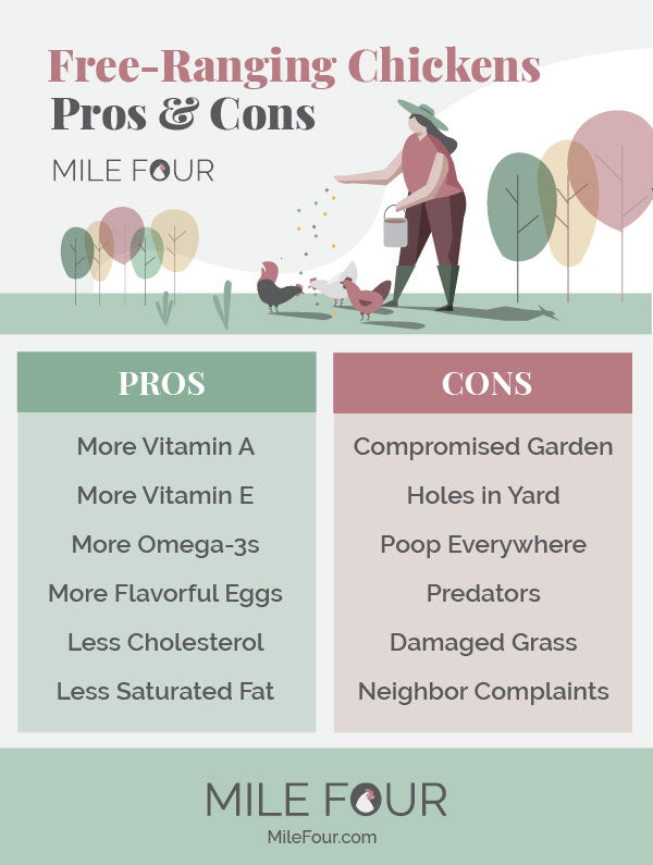 free-ranging chickens pros and cons