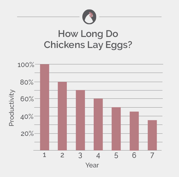 How long do chickens lay eggs?