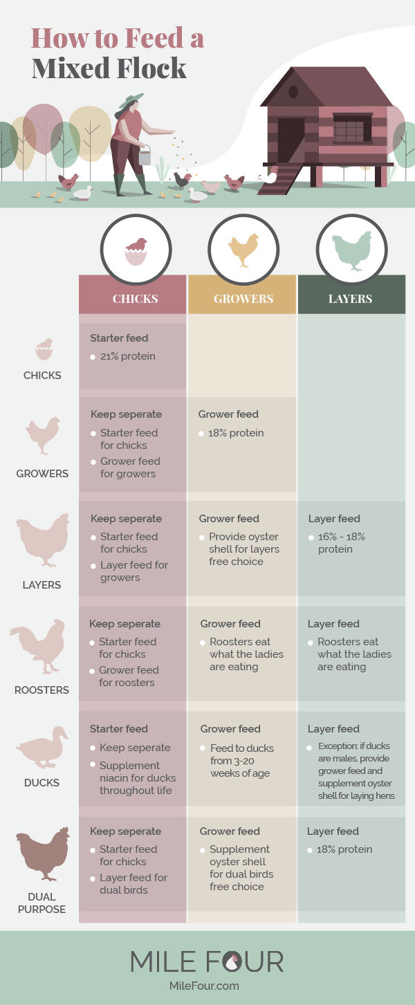 How to feed a mixed flock chart for chickens and ducks