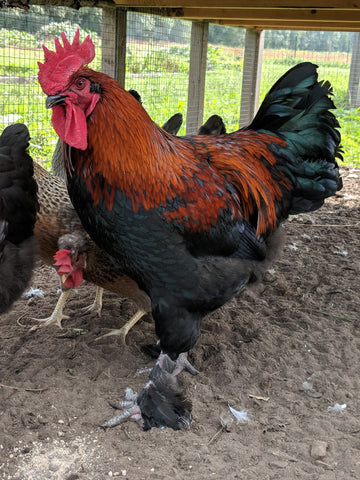 black copper marans