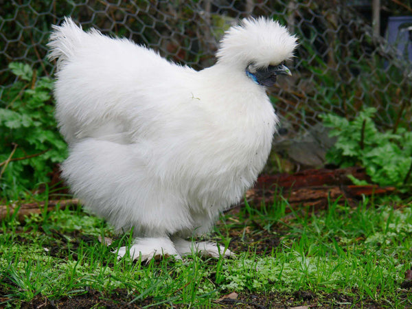 Silkie chicken