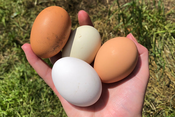 dirty eggs from chickens