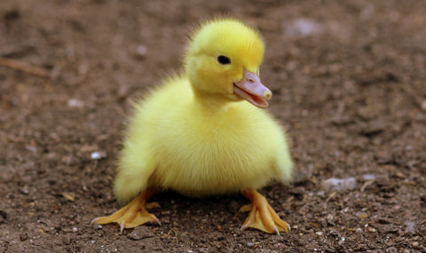 baby duckling