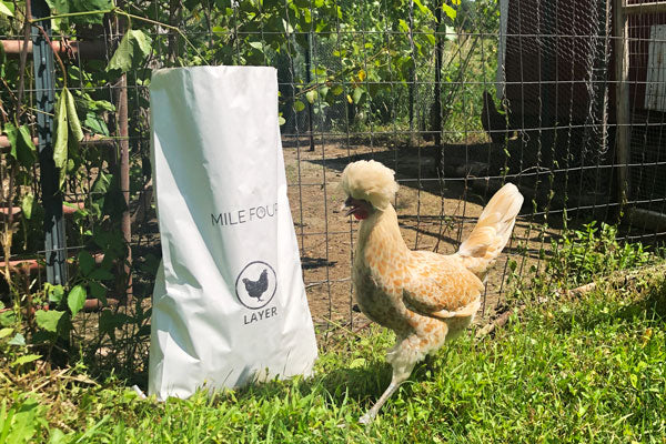 layer feed for chickens