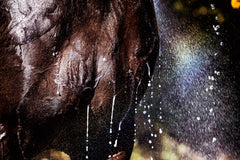 Horse wash shower