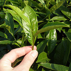 Tea plant