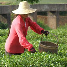 Tea picker