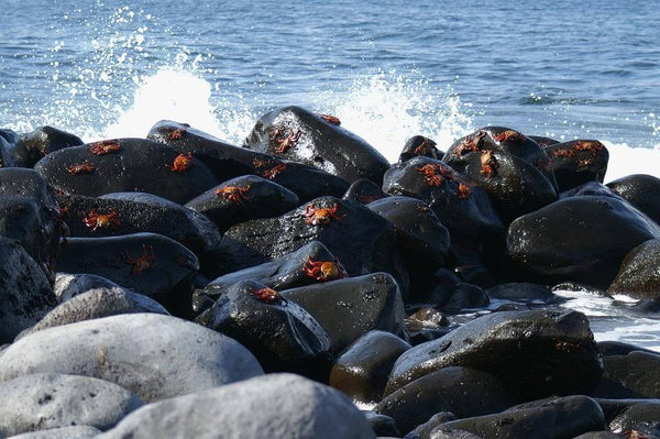 Galapagos Island