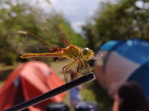 bug on the campsite