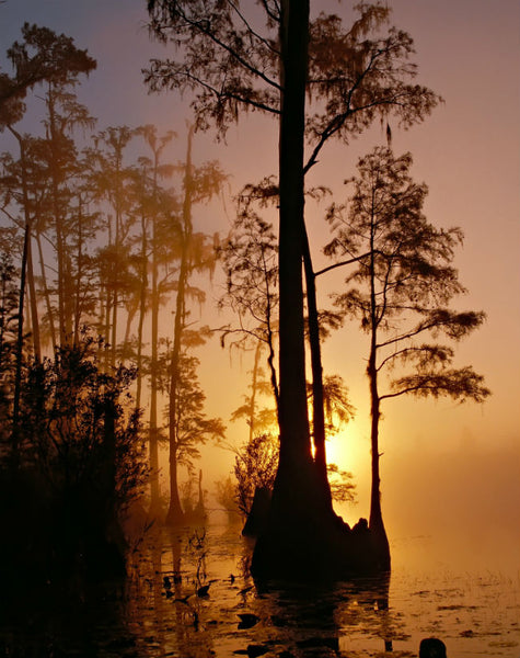 The Okefenokee Swamp, Georgia