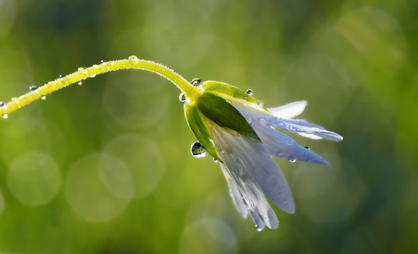 Naturel Chimie Parfums