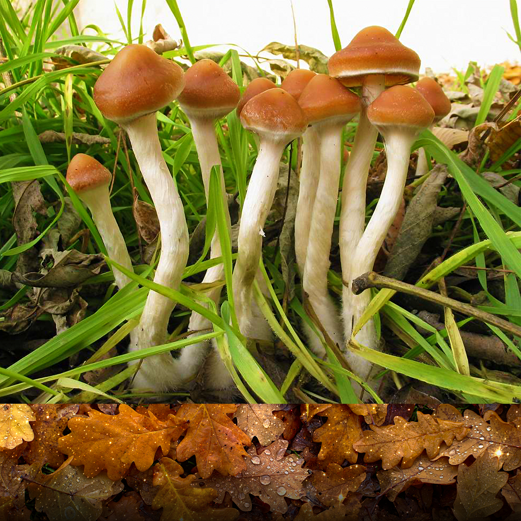 Heads Lifestyle: Mushrooms 101 - 6