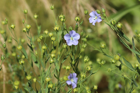 Flax flowers