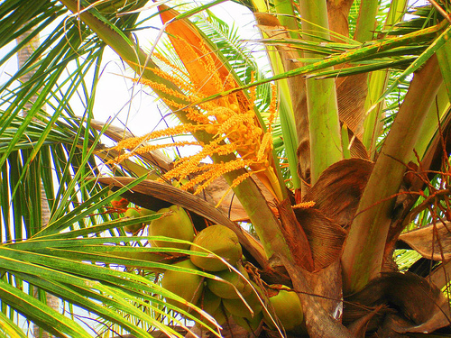 coconut sugar palm flower. from the coconut palm tree.