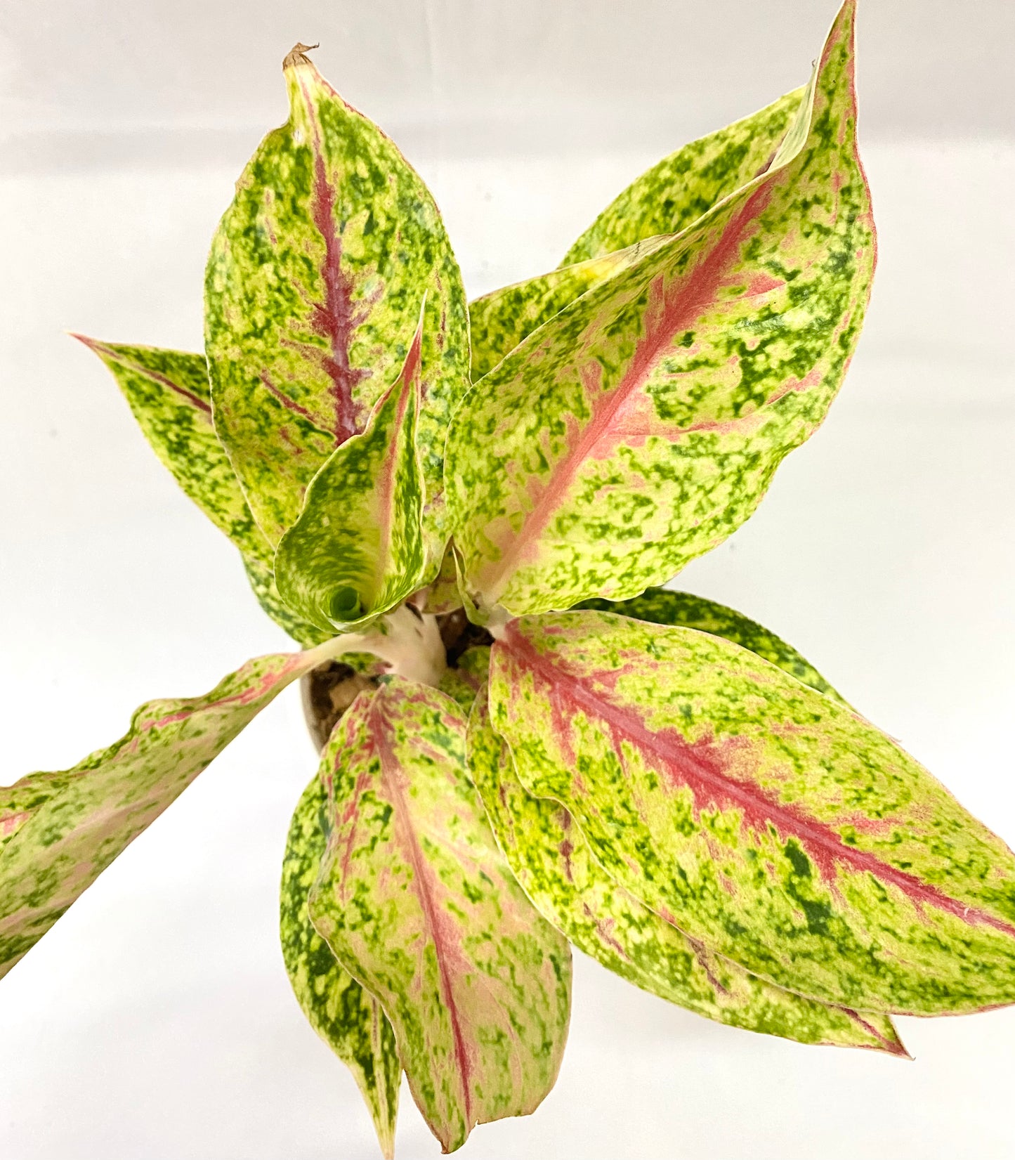 Aglaonema Lynam Tok Orange