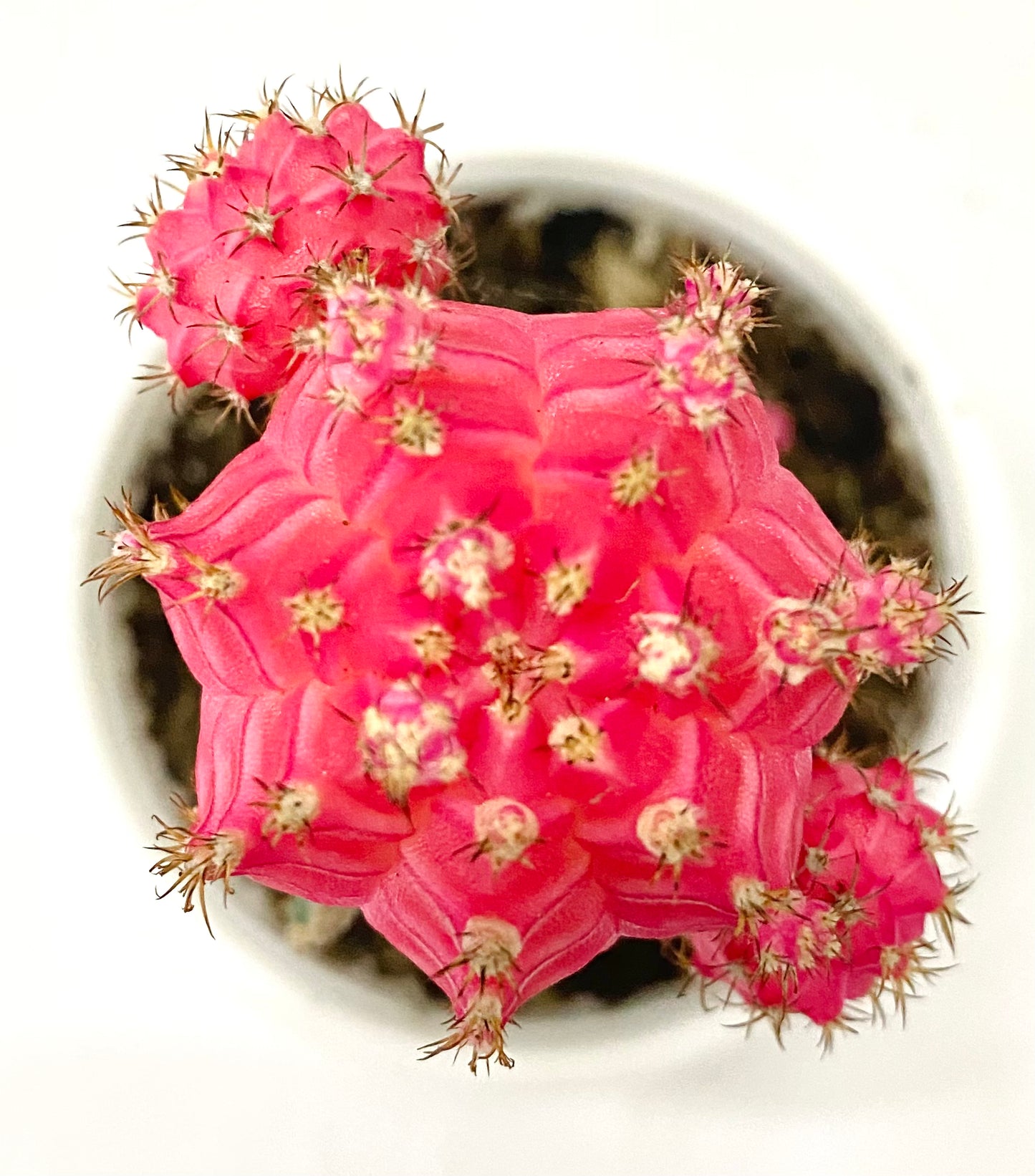 Moon Cactus Pink