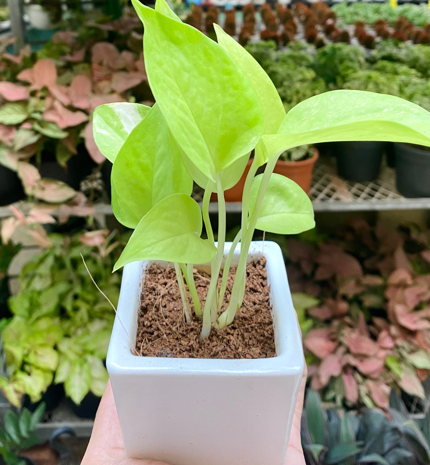 Money Plant in White Square Planter