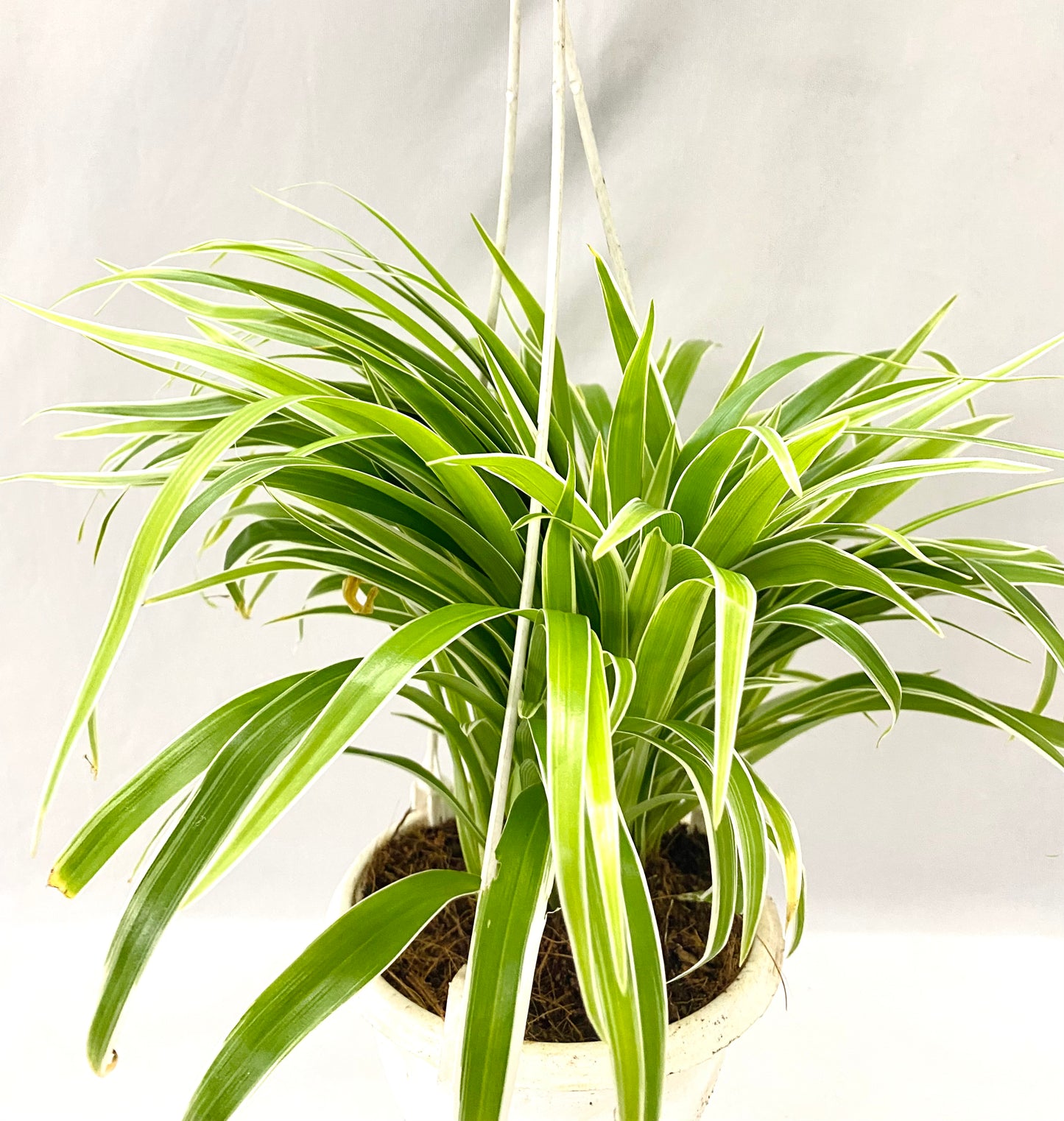 Hanging – Spider Plant