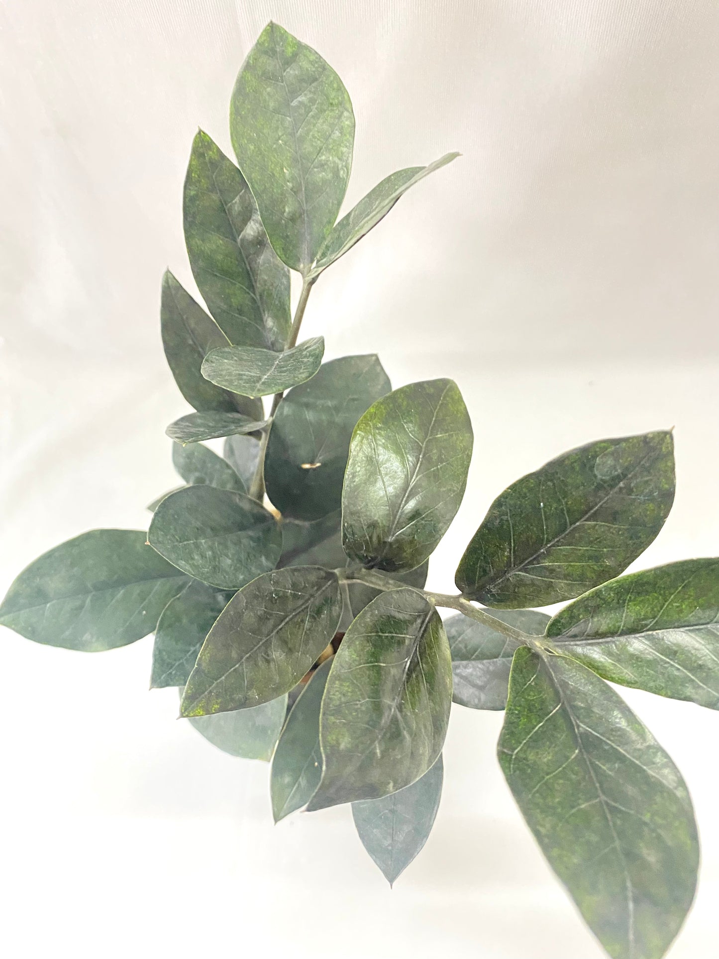 Zamia Raven Black