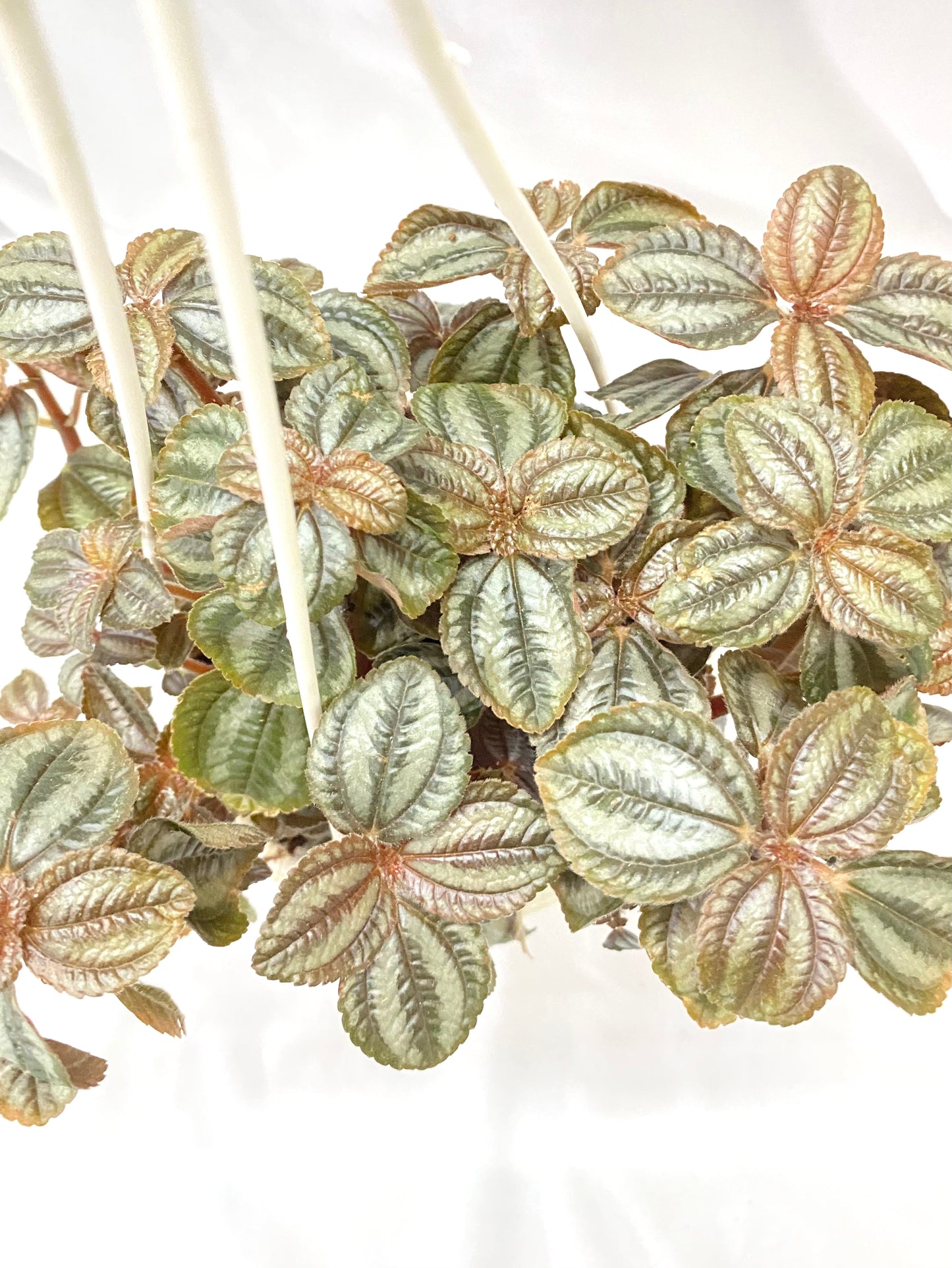 Hanging - Pilea