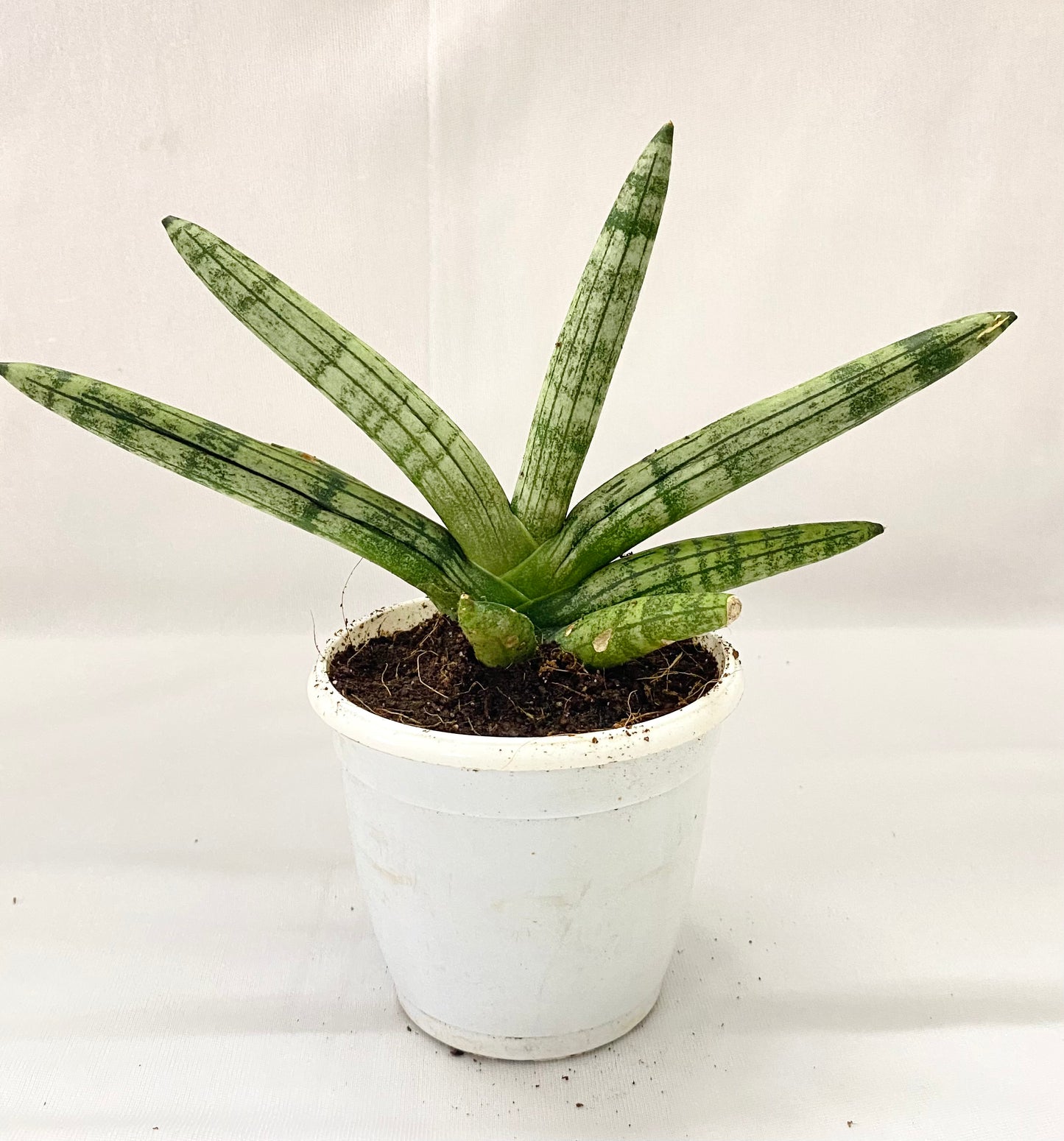 Sanseveria Boncel