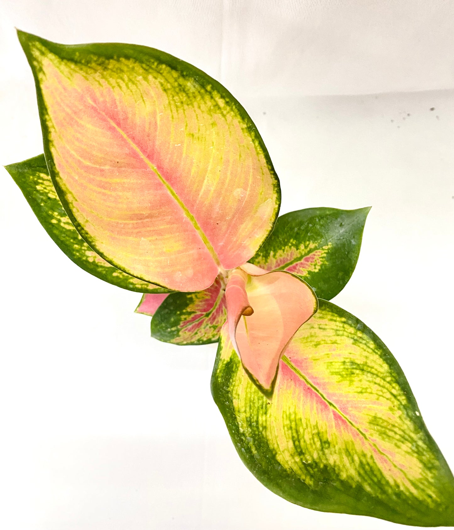 Aglaonema Red Desire